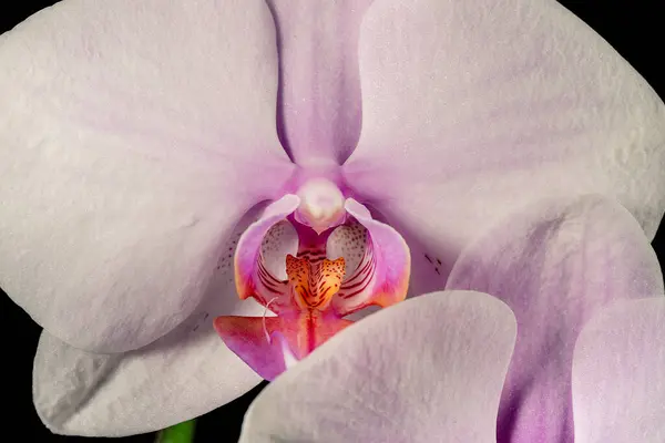 Beyaz bir Phalaenopsis 'in yakın çekimi, orkide