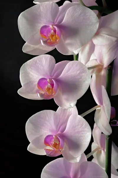 Siyah arka planda güzel orkide çiçekleri, falaenopsis,