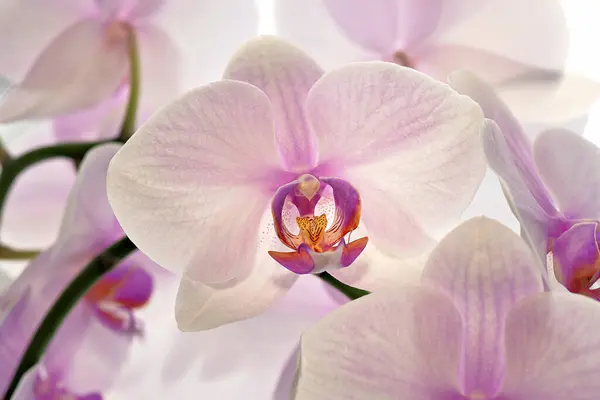 Pembe ve beyaz orkide ile Phalaenopsis yakın çekim