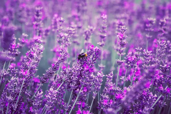 Bir arı lavanta tarlasında bal toplar