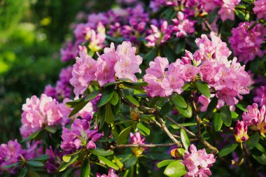 Canlı pembe rhododendron çiçeklerinin yakın plan çekimleri yemyeşil yapraklarla dolu, bulanık doğal bir arka plan üzerine kurulmuş, bahar güzelliğinin özünü yakalıyor..