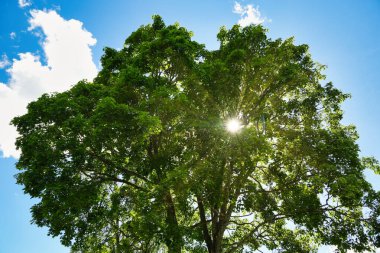 Yapraklarından süzülen güneş ışığı olan yemyeşil bir ağaç mavi gökyüzüne karşı..