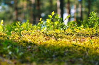 Ağaçların arasından süzülen güneş ışığıyla bir orman zemininde yeşil bitkiler ve yosunlar..