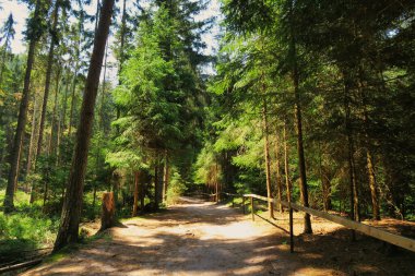 Uzun, yeşil ağaçlarla çevrili, bir tarafı ahşap çitlerle çevrili güneşli bir orman yolu..