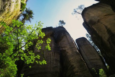 Kaya ve yeşil yapraklı doğa