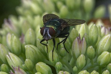 Yaygın yeşil şişe ücretsiz stok fotoğraf ve resimler 6K yüksek çözünürlükte uçar