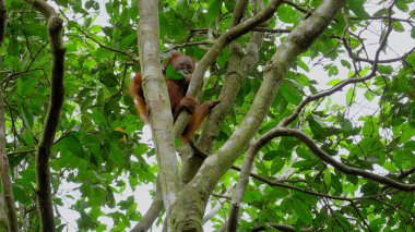 Ormandaki bebek orangutan ücretsiz stok fotoğrafları ve resimler 6K yüksek çözünürlükte.
