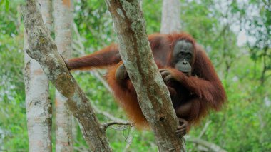 Dişi bir kırmızı orangutana yaklaş.