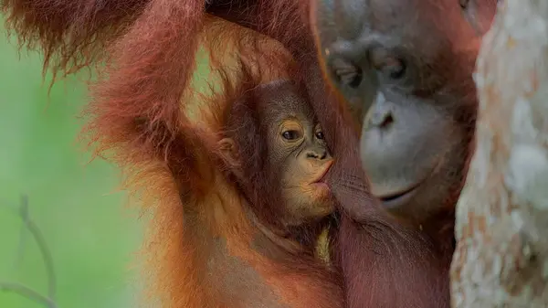 Bebek orangutan anne sütüyle besleniyor. Bedava portakal suyu fotoğrafları ve resimler 6K yüksek çözünürlükte.