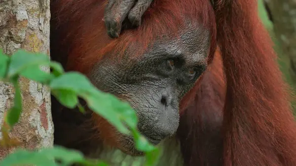 Dişi bir kırmızı orangutana yaklaş.