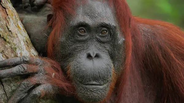 Dişi bir kırmızı orangutana yaklaş.