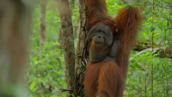 Dişi bir kırmızı orangutana yaklaş.