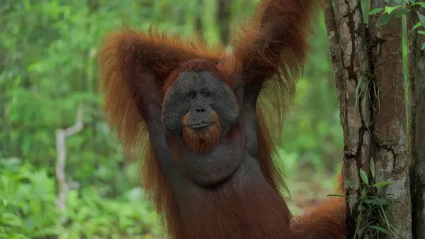 Dişi bir kırmızı orangutana yaklaş.