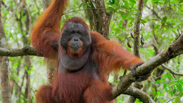 Dişi bir kırmızı orangutana yaklaş.