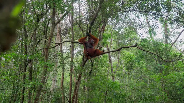 Dişi bir kırmızı orangutana yaklaş.