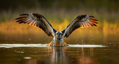 Ospreys ücretsiz stok fotoğrafları ve resimler 6K yüksek çözünürlüklü duvar kağıdı