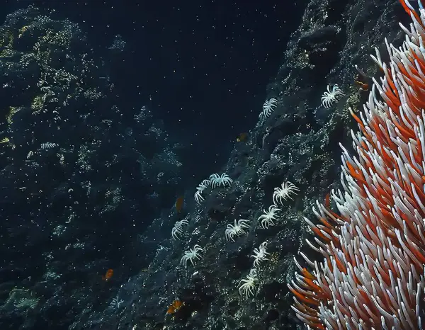 Dev Tüp Solucanı Riftia Pachyptila Derin Deniz Hidrotermal Havalandırma Beleş fotoğraf ve resimler yüksek çözünürlüklü duvar kağıdı