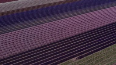 Hollanda Lale Çılgınlığı, Hollanda Lale Çiftliği, canlı mor ve beyaz lale tarlası, Hollanda lale çılgınlığının güzelliğini gözler önüne seriyor.