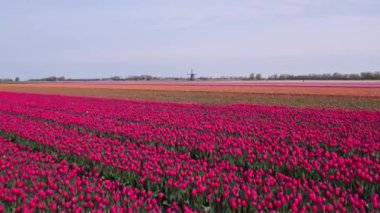 Hollanda Lale Çılgınlığı, Hollanda Lale Çiftliği, canlı mor ve beyaz lale tarlası, Hollanda lale çılgınlığının güzelliğini gözler önüne seriyor.