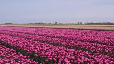 Hollanda Lale Çılgınlığı, Hollanda Lale Çiftliği, canlı mor ve beyaz lale tarlası, Hollanda lale çılgınlığının güzelliğini gözler önüne seriyor.
