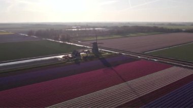 Hollanda Lale Çılgınlığı, Hollanda Lale Çiftliği, canlı mor ve beyaz lale tarlası, Hollanda lale çılgınlığının güzelliğini gözler önüne seriyor.