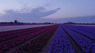 Hollanda Lale Çılgınlığı, Hollanda Lale Çiftliği, canlı mor ve beyaz lale tarlası, Hollanda lale çılgınlığının güzelliğini gözler önüne seriyor.