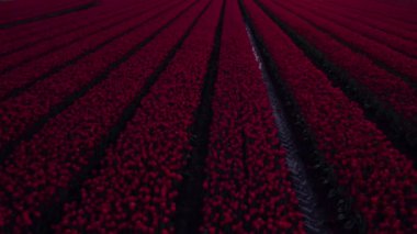 Hollanda Lale Çılgınlığı, Hollanda Lale Çiftliği, canlı mor ve beyaz lale tarlası, Hollanda lale çılgınlığının güzelliğini gözler önüne seriyor.