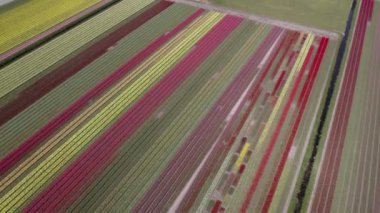 Hollanda Lale Çılgınlığı, Hollanda Lale Çiftliği, canlı mor ve beyaz lale tarlası, Hollanda lale çılgınlığının güzelliğini gözler önüne seriyor.