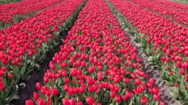 Hollanda Lale Çılgınlığı, Hollanda Lale Çiftliği, canlı mor ve beyaz lale tarlası, Hollanda lale çılgınlığının güzelliğini gözler önüne seriyor.