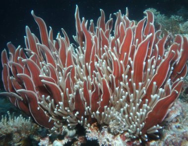 Dev Tüp Solucanları türü Riftia Pachyptila bu yaratıklar 200 yıla kadar yaşayabilirler. Onlar olağanüstü yaşam koşullarında yaşayan ilk canlı organizmalardır..