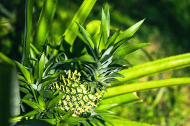 Bali Rice Terasları, Tegallalang Rice Terrace Ubud, Endonezya 'da. Harika Endonezya Seyahati