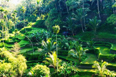 Bali Rice Terasları, Tegallalang Rice Terrace Ubud, Endonezya 'da. Harika Endonezya Seyahati
