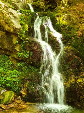 ormanda küçük şelale