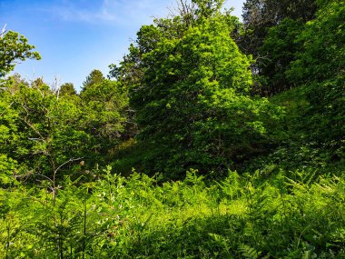 yeşil yeşillik ve mavi gökyüzü