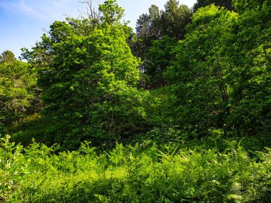 yeşil yeşillik ve mavi gökyüzü