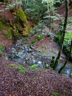 Ormandaki küçük yeşil elfi gör.