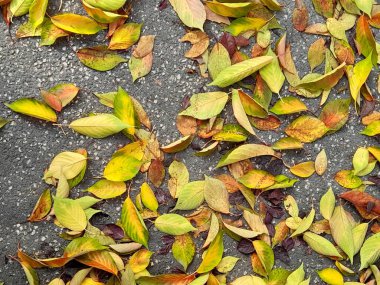 Arka planda sonbahar yaprakları.