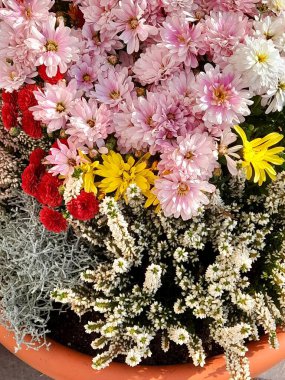 Arkaplan için sonbahar çiçekleri.