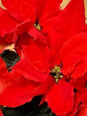 arka plan için yakın Atatürk çiçeği.