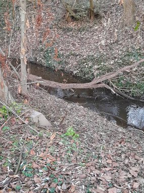 Biatorbgy 'deki Fuzes (Willow) deresi, Macaristan 2024.