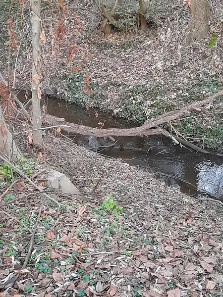 Biatorbgy 'deki Fuzes (Willow) deresi, Macaristan 2024.