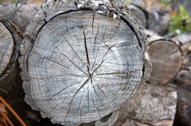 Kesik bir ağaç gövdesine yakın çekim. Detaylı büyüme halkalarını gösteriyor. Doğal bir ahşap arka plan kadar uygun..