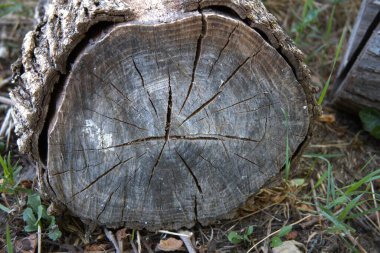 Kesik bir ağaç gövdesine yakın çekim. Detaylı büyüme halkalarını gösteriyor. Doğal bir ahşap arka plan kadar uygun..