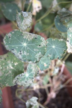 Böceklerin veya mantarların açtığı deliklerle dolu yuvarlak yapraklar doğal bir bahçe ortamında fotoğraflandı..