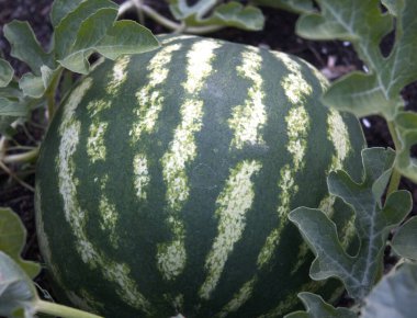 Taze olgun karpuz sarmaşıkta, ev bahçesinde, doğal manzara yakın..