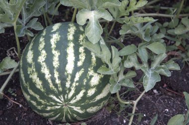 Taze olgun karpuz sarmaşıkta, ev bahçesinde, doğal manzara yakın..