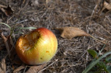 Doğal ışık altında yere düşmüş bir elma dinleniyor. Hasat, sonbahar, organik meyve ve kırsal yaşam tarzı kavramı.