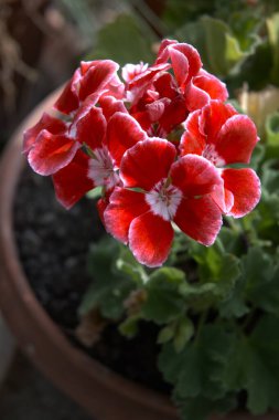 Canlı pembe bir sardunya çiçeğine yakın, çiçek arkaplanı kadar mükemmel..