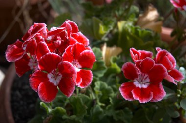 Canlı pembe bir sardunya çiçeğine yakın, çiçek arkaplanı kadar mükemmel..