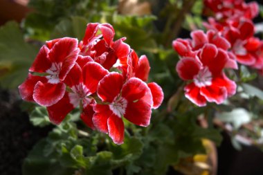 Canlı pembe bir sardunya çiçeğine yakın, çiçek arkaplanı kadar mükemmel..